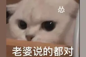 ［聊天表情包］伸手不打笑脸狗。反弹反弹图片