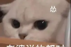 ［聊天表情包］伸手不打笑脸狗。反弹反弹图片