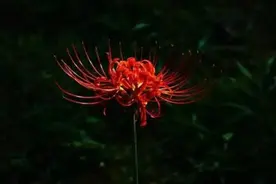 一生中，看似不好惹的4个星座女，实则很善良，不要被表面蒙蔽图片