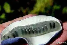 5种少见水果，长相古怪却意外好吃！猫屎瓜口感香甜，你吃过吗？图片