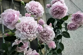 月季移栽后黄叶打焉怎么办？想要提高移栽成活率，这些要点要注意图片