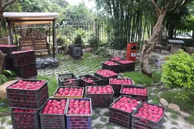 从化的同学在乡下开了间民宿，后花园让我大开眼界图片