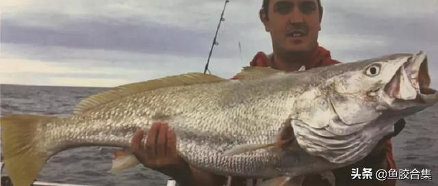 鳘鱼胶的功效和品种 2026年鳘鱼胶的功效及吃法 鳘鱼胶的功效和品种 2026年鳘鱼胶的功效及吃法