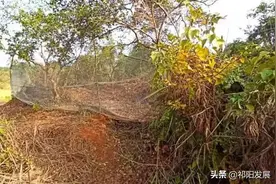 祁阳老是早摘茶籽，没办法只好把山围起图片