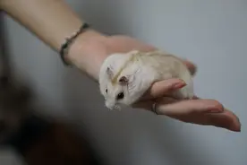 小小的身子藏着大大的可爱 萌萌的仓鼠合集图片
