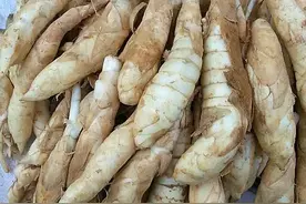 广东农村隐蔽的薯“竹根薯”图片