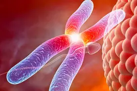 试管婴儿中：PGD、PGS、PGT是什么？每个胚胎都应该PGT一下吗？图片