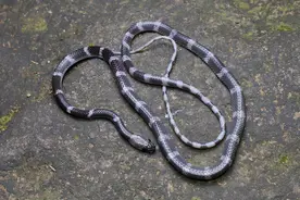 银环蛇的“莆田版”——白环蛇，野外见到还是要小心图片