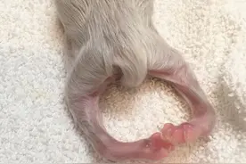 后腿畸形的流浪小猫遭人嫌，好心人悉心照顾变绝美网红猫图片