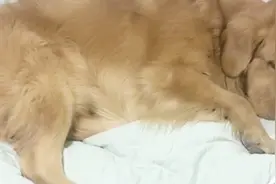 金毛趁妈妈去上厕所，就赶紧偷偷跳到床上去睡觉，太逗了！视频封面