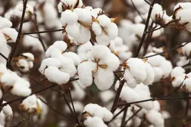 谷雨过后，5种农作物可以种植，玉米棉花在列，农民朋友别错过图片