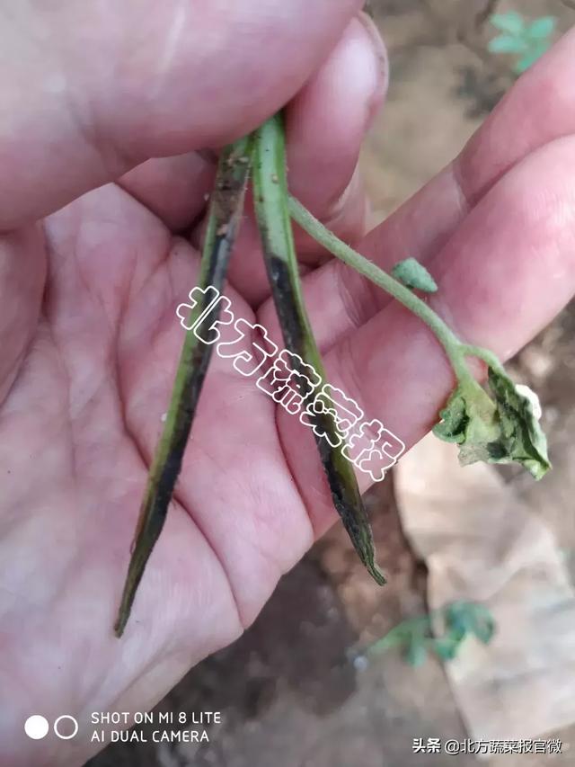 銆岃嫍鏈熻拷鑲ャ€嶇敳澹崇礌銆佹皑鍩洪吀銆佹捣钘婚吀鈥︹€?鎸戞渶鍚堥€傜殑閰? onerror=