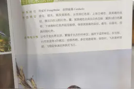 黄河三角洲鸟类——白腰朱顶雀图片