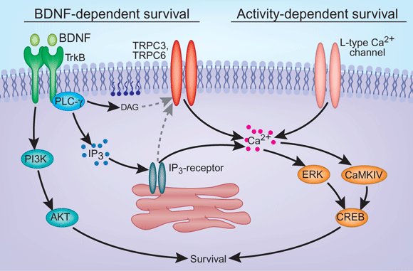 茶叶中的茶氨酸是什么，它的保健功效：抗血压、抗肿瘤、缓解抑郁症、增强记忆力