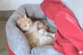 被暖到！流浪猫生崽小区居民贴条请勿驱赶图片