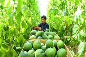 豫南地区甜瓜早熟高效栽培技术，吃瓜群众要注意，这几点很重要！图片