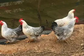 左手一只鸡，右手一只鸭，去龙胜就能实现图片
