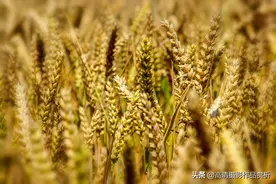 又到一年麦收时 高清麦田摄影照片图片