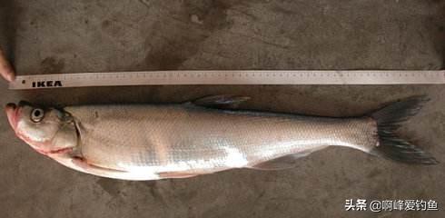 翘嘴鱼怎么去鱼鳞