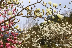 从化小山村“变身”茶花小镇，300亩茶花美丽绽放图片