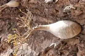 夫妻上山采药，发现悬崖“花瓶”，刚要砍，被爷爷大声阻止图片