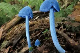 原来毒蘑菇对人类并非一无是处，它竟有如此大的作用图片