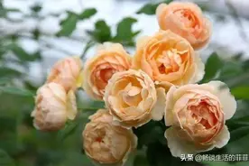 拥有特别香味的10种月季花推荐给大家图片