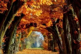 散文：人活到极致，亦如秋图片