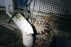 贵州一工地宿舍惊现1.5米银环蛇，毒性有多猛？被咬了该怎么办？图片