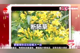 傻傻分不清！误把断肠草当金银花泡酒喝，3人险丧命视频封面