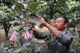 果树修剪注意要点介绍图片