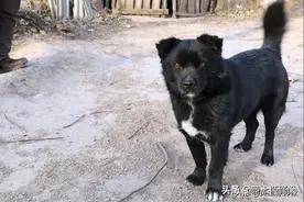 农村大叔养条黑狗“四蹄踏雪”，采药人一句话让他犯了难，咋回事图片