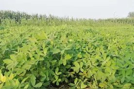 9月份花生如何管理？离收获仅剩一个月，4点技巧促高产图片