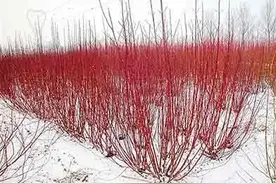 花开叶落后，这10种树成为北方冬季独特的观“茎”植物“景”观图片