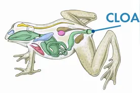 为什么一些动物的排泄器官和交配器官是同一个？人类却不是如此？图片