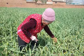 怎样采蒜薹省劲效率高？蒜农教我三种采薹法，简单轻松真实用图片