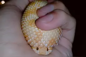 蛇界小可爱—猪鼻蛇，遇到危险就装死，堪称最怂的蛇类图片