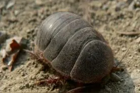 久违了，京城里的“土鳖虫”~图片