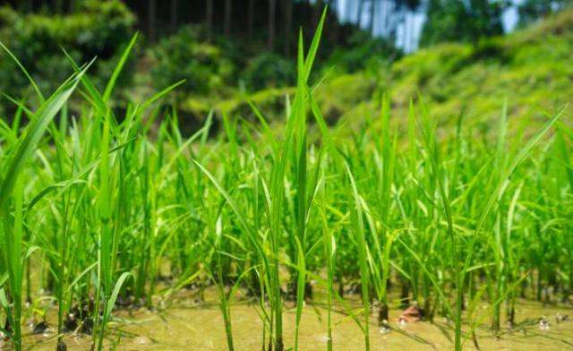 各种新型肥料太多，鱼蛋白、氨基酸、应该怎么分辨？