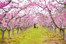 鄠邑区柳泉口村：桃花林中邂逅最美春光图片