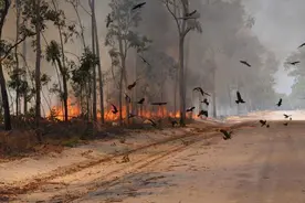 澳洲猛禽纵火事件, 鸟叼着燃烧的树枝去点燃森林, 不可思议图片