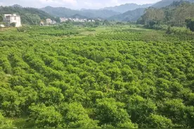 三天成高手？三年都难，学习柑橘技术没有捷径图片