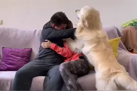 金毛陪了主人5年，不许铲屎官找女友，狗：我能有几个5年啊图片