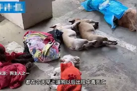 贵州一小区8条宠物狗被毒死，主人怀抱尸体崩溃大哭，网友：自找的图片