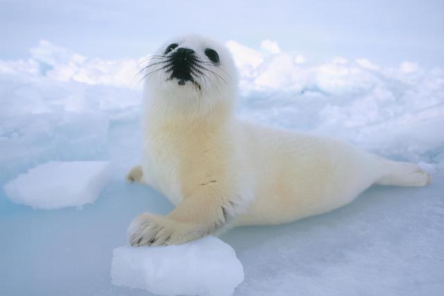 盘点20个拥有“超级感知”的奇妙动物