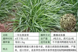 一年生四倍体黑麦草：富含蛋白质 矿物质维生素畜禽鱼类均可食用图片