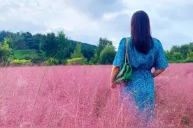 大连英歌石植物园，粉黛，百合，菊花，绣球各自美丽图片