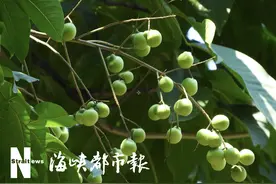 白露到，在公园摘龙眼当心！是无患子！果核有微毒图片