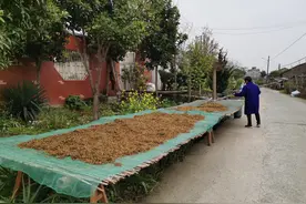 你吃过梅干菜吗？来看看耳熟能详的梅干菜是怎么做成的！图片