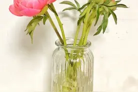 飞花令——芍药花图片